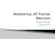 Facial nerves