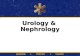 Urology and nephrology
