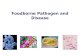 Foodborne Pathogen and Disease. Foodborne Pathogens a biological infectious agent (Microorganism) that causes Foodborne illness to host (referred to as.