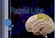 Parietal lobe 2010