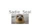 Sadie  seal