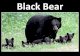The Black Bear - ursus americanus