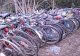 rows of bicycles