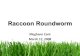 Raccoon Roundworm