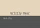 Grizzly bear  gun-shy