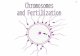 Biology Chromosomes fertilization
