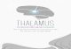 Thalamus Profile eng