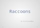 Raccoon programme