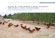 GAP Case Study Broiler Laying Hens Dual Purpose Beijing You Chicken China