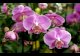 Orchids Mania