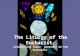 The Liturgy of the Eucharist - Celebrating Jesus’ presence in the Eucharist.