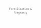 Fertilization & Pregnancy. Pregnancy —time from fertilization until infant is born —developing offspring —period of time from fertilization until week.