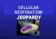 CELLULAR RESPIRATION JEOPARDY S2C06 Jeopardy Review