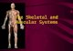 The Skeletal and Muscular Systems. The Skeletal System The bones of the body make up the skeletal system (206 bones in adults) FUNCTION: Bones provide.