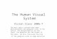 The Human Visual System Vision Class 2006-7 The main topics covered here were: photoreceptors and ganglion cells in the retina. The photoreceptors are.