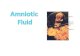 The Amnion & the Amniotic Fluid Amniotic Fluid The amniotic fluid is that fluid surrounding the developing fetus that is found within the amniotic sac.