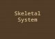 Skeletal System. Bone Classification a.Long bones b.Short bones c.Flat bones d.Irregular bones e.Sesamoid bone
