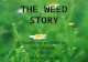 THE WEED STORY Prepared and presented by Carla Bucknor and Timon Williamson