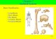 Chapter 7 Skeletal System Bone Classification Long Bones Short Bones Flat Bones Irregular Bones Sesamoid Bones 7-2.