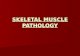 SKELETAL MUSCLE PATHOLOGY. Normal skeletal muscle.
