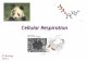 Cellular Respiration AP Biology Unit 4 Metabolic Pathways Metabolism = Totality of an organism’s chemical reactions Ex. Heme Synthesis Case Studies --
