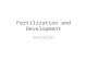 Fertilization and Development Gestation. Fertilization Internal Fertilization – Mammals, Birds, Reptiles  Small # of offspring External Fertilization.