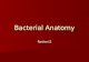 Bacterial Anatomy Rashmi.S. Anatomy of a Bacterial Cell.