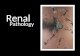 Renal Pathology. Introduction Glomerular diseases Tubular and interstitial diseases Diseases involving blood vessels Cystic diseases Tumors Renal Pathology