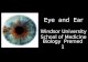 Eye and Ear Windsor University School of Medicine Biology Premed 1.
