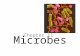 Microbes Chapter 11. What is a microbe? A microbe is an organism that can only be seen with the help of a microscope. Microbes include: â€“ Viruses â€“ Bacteria