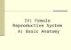 IV) Female Reproductive System A) Basic Anatomy. IV) Female Reproductive System A) Basic Anatomy.