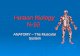 Human Biology N-16 Human Biology N-16 ANATOMY – The Muscular System