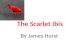 The Scarlet Ibis By James Hurst. Scarlet Ibis ( ) An exotic red bird Solid scarlet except for black wing tips; bill is long, thin and curved