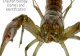 Crayfish biology, (some) and identification. Crayfish