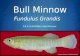 ï“ Bull Minnow Fundulus Grandis A.K.A. Gulf Killifish, Mud Minnows
