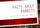 FACTS ABOUT RABBITS ALL YOU NEED TO KNOW ABOUT RABBITS!