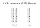 X Chromosome (1336 Genes)