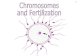 Chromosomes  and Fertilization