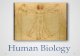 Human  Biology