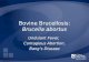 Bovine Brucellosis: Brucella abortus
