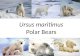 Ursus maritimus Polar Bears