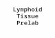 Lymphoid Tissue  Prelab