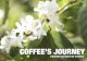 Efico Coffee's Journey through the South of Ethiopia