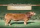 Golden Harvest Pacesetter Limousin Sale Consignments