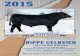 Ripe Gelbvieh - 16th Annual Bull Sale