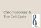 Chromosomes & The Cell Cycle. Chromatin & Chromosome Composition Made of: DNA Protein - histones Chromosome Structure (after replication): 2 chromatids.