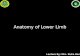 Anatomy of Lower Limb Lecture By: Mrs. Sidra Hasan.