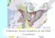 Paleozoic Karst Aquifers in the Mid- Continent. Topics Overview Conceptual model Aquifer Properties Dynamics Water quality Karst Geomorphology Modeling.