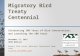 Migratory Bird Treaty Centennial Celebrating 100 Years of Bird Conservation… and Launching the 100 Years November 17, 2015 AFWA Webinar Rachel Fisk Levin,