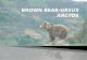 Brown Bear-ursus Arctos
